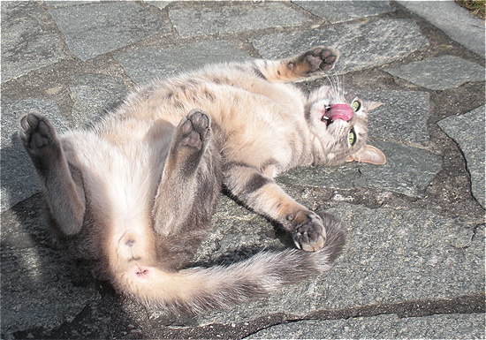 Stupido gatto; cosa cerca di dimostrare con queste pose plastiche ?