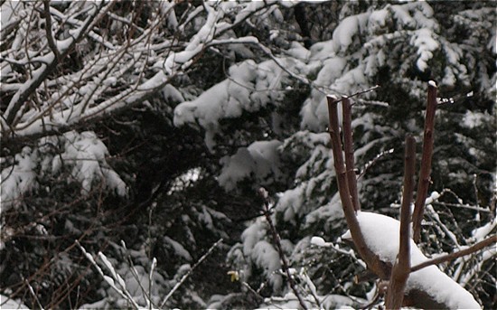 E mi sembra che poco sotto ci sia un  rinoceronte nano.