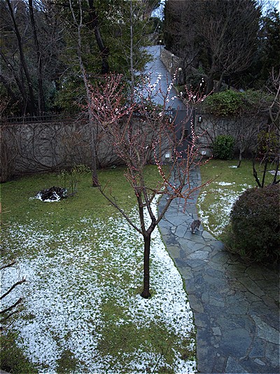 NEG si intravede tra la neve ed i fiori di albicocco. Che poesia di scroto.
