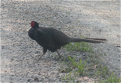 Tenebroso ma anche si fa i cazzacci suoi.