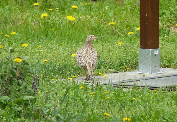 Fagiano for President