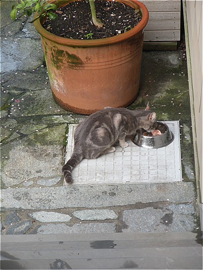 Stupido, stupido gatto.