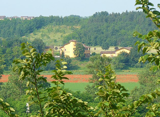 Gli olmi in primissimo piano sarebbero destinati a morire per malattia. Spero di no altrimenti mi ritrovo gli Olandesi a casa.