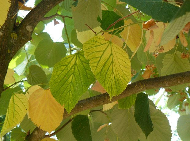 Le venature verdi sono belle.