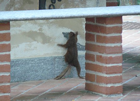 Ma questo scoiattolo dove ha preso la coda ? Ad un discount in liquidazione ?