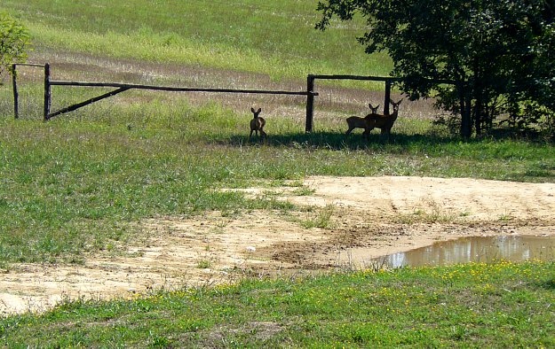 Ma dove ho messo il fucile ?