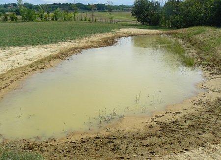 La PFM si è ulteriormente rimpicciolita, ma ad essere sincero, meno di quanto ho immaginato. Bene, la quanttità di esseri viventi che ospita non può che aumentare fino a costituire una comunità.