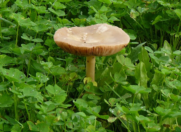 Questo potrebbe essere edibile.