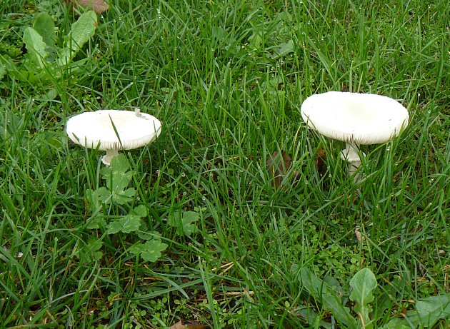 Questi funghi sono impossibili da fotografare senza "bruciare la cappella.