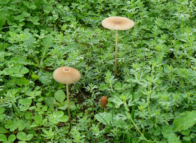 Questo però non credo sia edibile.