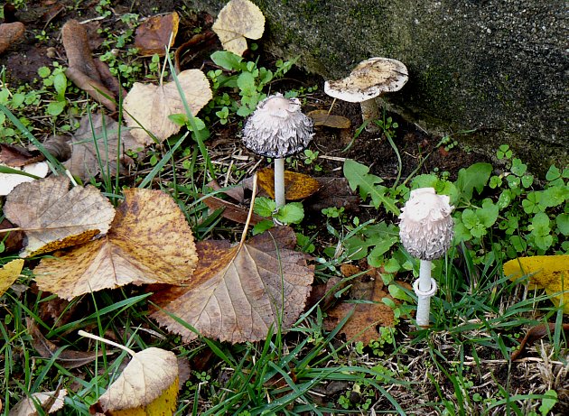 Nessuno di questi attira dal punto di vista gastronomico.