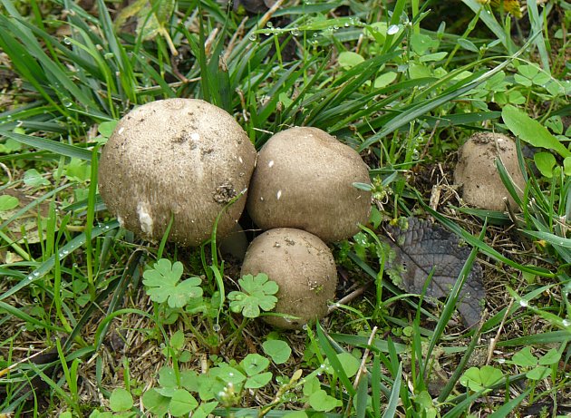 Infine questi; probabilmente c'è chi li mangia, o li fuma.