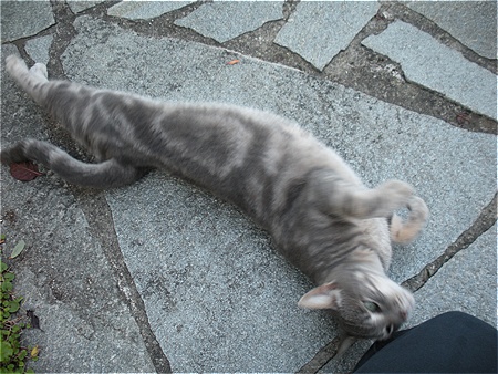 Stupido gatto allungabile.