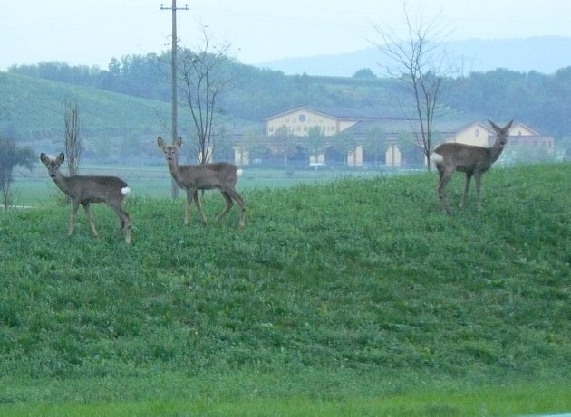 In realtà questa foto è di ieri sera, conto delle balle come fanno i giornalisti bravi.