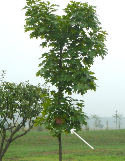 Mica balle. La foglia rossa è indicata nel cerchiolino dalla freccia.