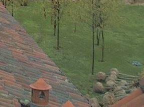 Parte delle querce in zolla pronte per la messa a dimora.