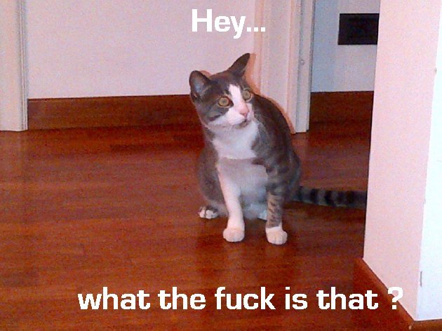 Le scritte in inglese fanno figo.