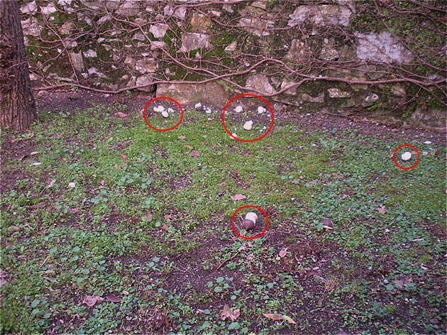 In questa immagine, i funghetti sparpagliati nell'aiuola, fotografati poco dopo l'eruzione di Miriam