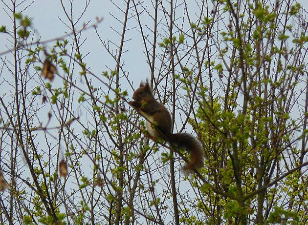 In fondo è solo un topo.