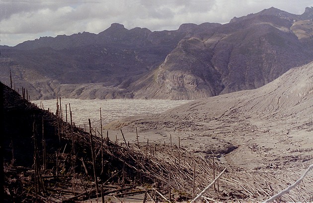 Devo aver sbagliato i dosagi di erbicida.