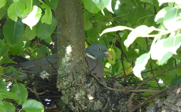 Ma perchè hai fatto il nido proprio a 3 metri dalla porta di casa ?