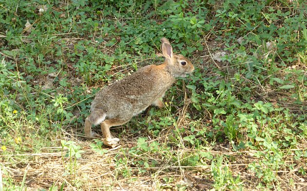 Una mini-lepre, anche un mini coniglio, dipende.