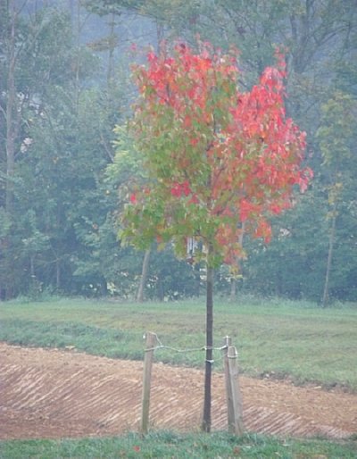 Non mi piacciono le voto in verticale a meno che non sia strettamente necessario.