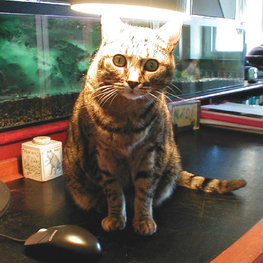 Gatta sulla scrivania feb 03