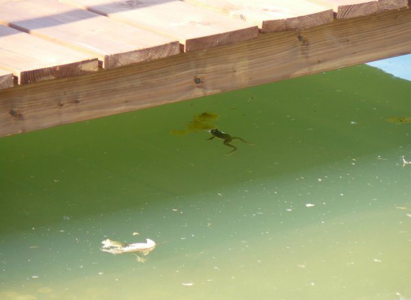 ranas