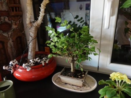 bonsai