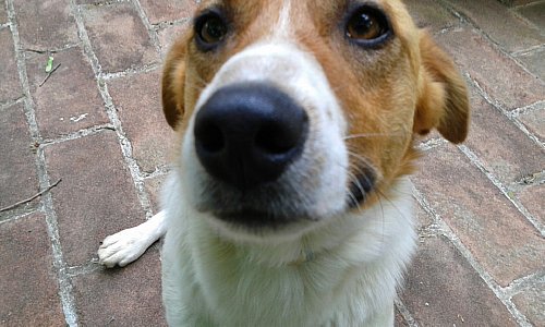 boop