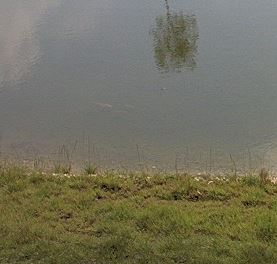 koi