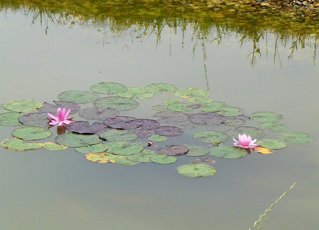 ninpha
