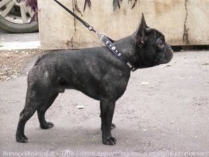 Foto presa da Internet.