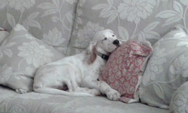 Si può pubblicare la foto di un cane di amici senza citare altro ?