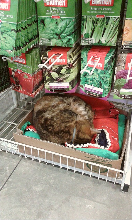 Il gatto del Consorzio Agrario di Novi