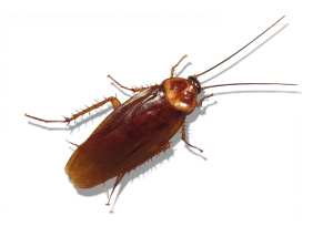 Pests: American cockroach.