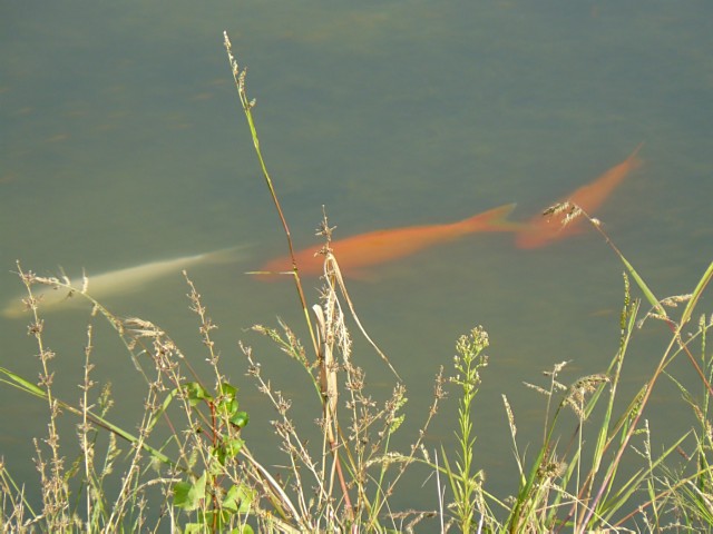 3 delle 4 carpe in una foto anche peggiore della media.