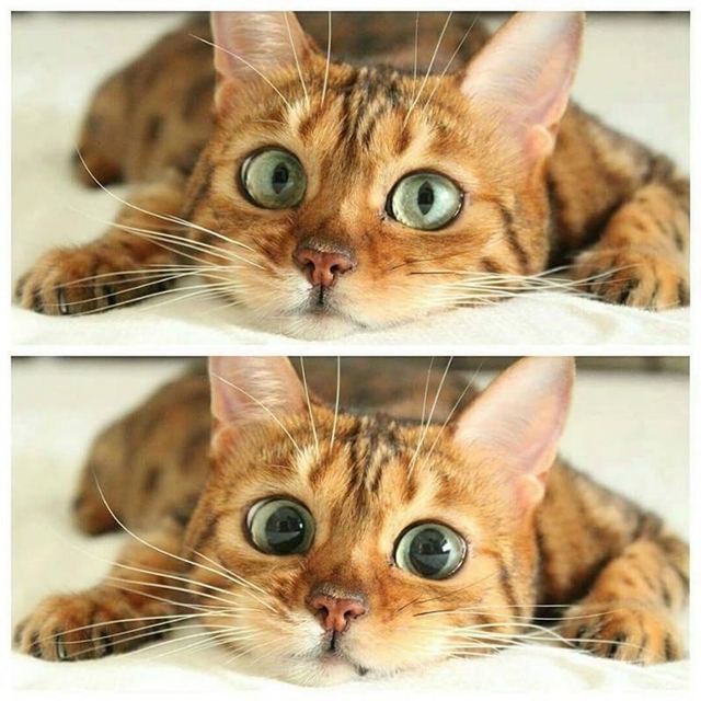 catseyes